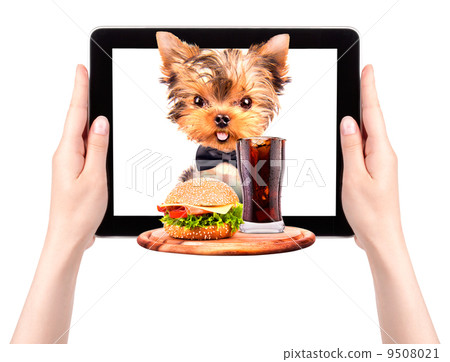 dog holding tray with food on a tablet dog holding tray with food on a tablet 9508021