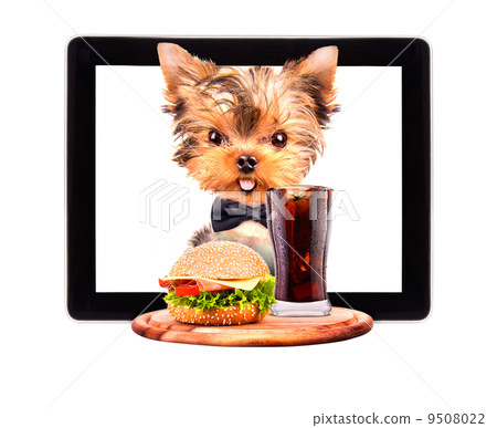 dog holding tray with food on a tablet dog holding tray with food on a tablet 9508022