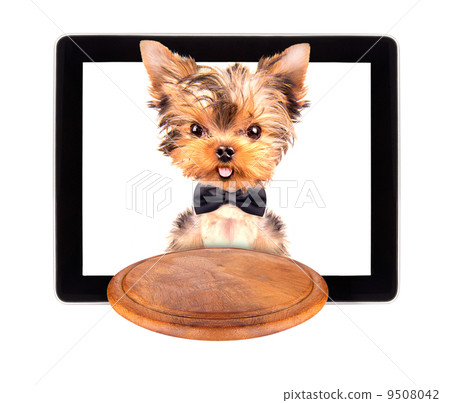 dog holding service tray on a tablet screen dog holding service tray on a tablet screen 9508042