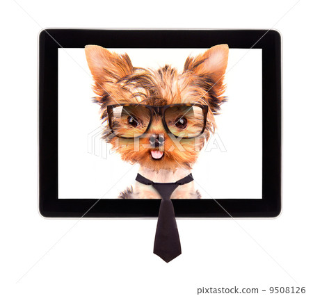 business dog on a digital tablet screen 9508126