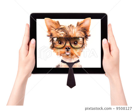 business dog on a digital tablet screen 9508127