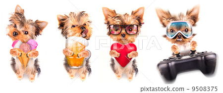 dog with beer, game pad and lover dog with beer, game pad and lover 9508375
