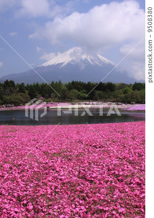 本栖湖的芝浦 本栖湖的芝浦 9508380