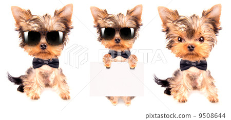 dog with bunner isolated 9508644