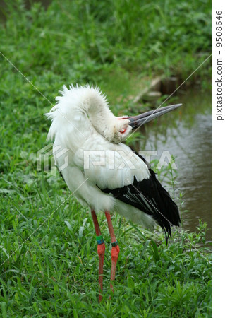 這只鸛的Inaubauer 這只鸛的Inaubauer 9508646