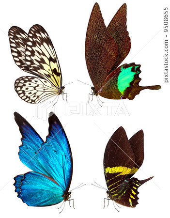 butterfly macro background butterfly macro background 9508655