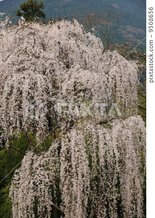 Chofuji寺的櫻花 Chofuji寺的櫻花 9508656