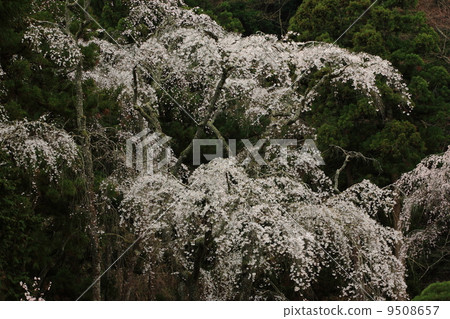 奧巴山的櫻花盛開 9508657