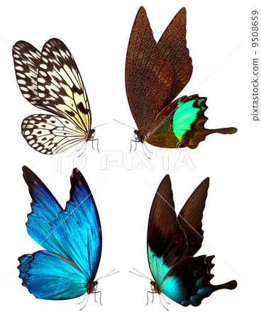 butterfly macro background 9508659