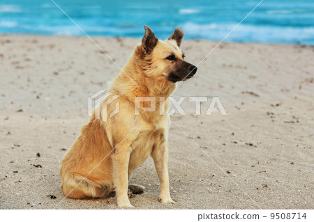 dog sitting on beach 9508714