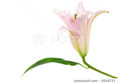 single beautiful pink 9508715