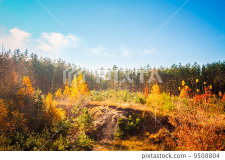 Mountain summer landscape with colorful forest Mountain summer landscape with colorful forest 9508804