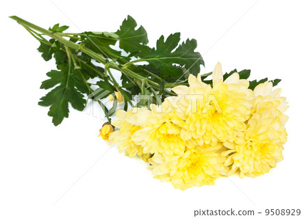 yellow chrysanthemums yellow chrysanthemums 9508929
