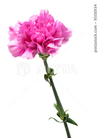 pink carnation pink carnation 9508934