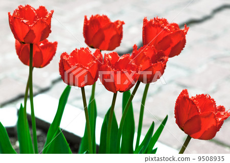 red tulips red tulips 9508935