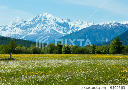 Summer dandelion meadow (Italy). Summer dandelion meadow (Italy). 9509363