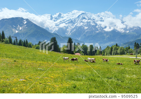 Herd cows on glade and Mont Blanc mountain massif (view from Pla 9509525