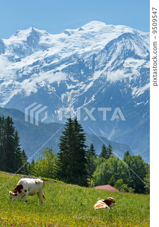 Herd cows on glade and Mont Blanc mountain massif (view from Pla 9509547