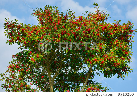 Kuroganomechi no Ki 9510290