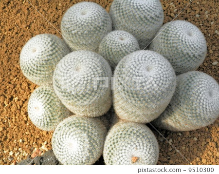 Cactus (Mamilyaria · Hope Maru) 9510300
