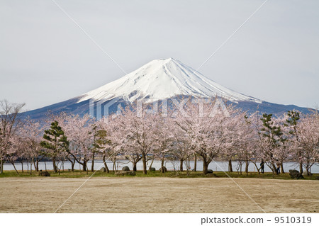 Fuji and cherry blossom trees 9510319