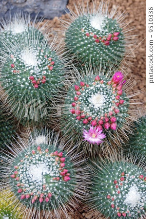 Cactus (Mamilyaria · Pico) Cactus (Mamilyaria · Pico) 9510336