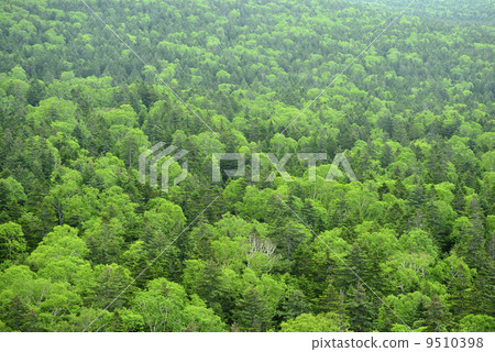 [Hokkaido Kamishihoro] Fresh green sea of trees 9510398