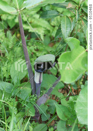 Musashi stirrup Musashi Bumi's glove from Ambumi...? Musashi stirrup Musashi Bumi's glove from Ambumi...? 9510468