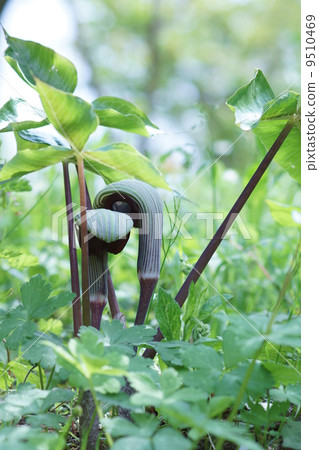 Musashi stirrup Musashi Bumi's glove from Ambumi...? Musashi stirrup Musashi Bumi's glove from Ambumi...? 9510469