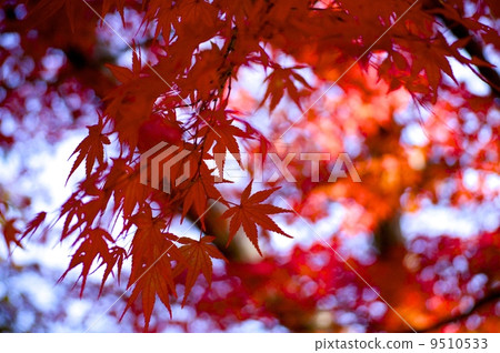 Maple autumn leaves up 9510533