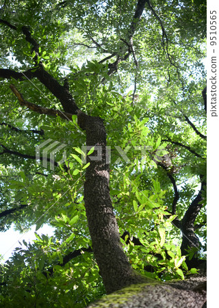 Oak tree 9510565
