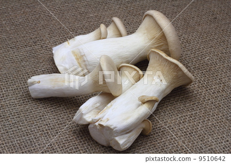 king oyster mushroom 9510642