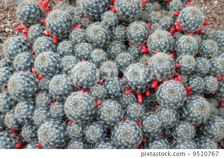 The red fruit of a cactus (Kinsho Goku) 9510767