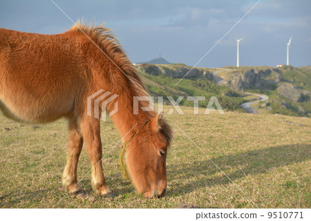 Yonaguni horse 9510771