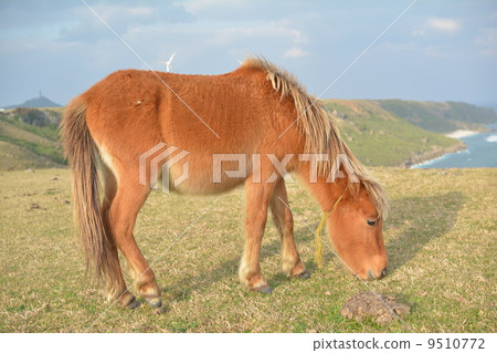 Yonaguni horse 9510772