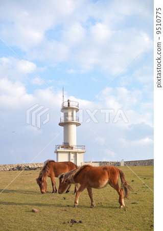 Yonaguni horse 9510775