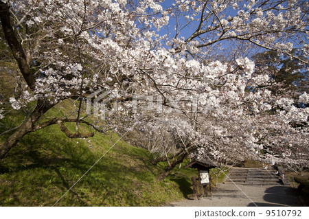 Cherry blossoms of Lotus Castle 9510792
