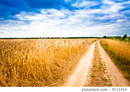 Rural Countryside Road Through Fields With Wheat Rural Countryside Road Through Fields With Wheat 9511454