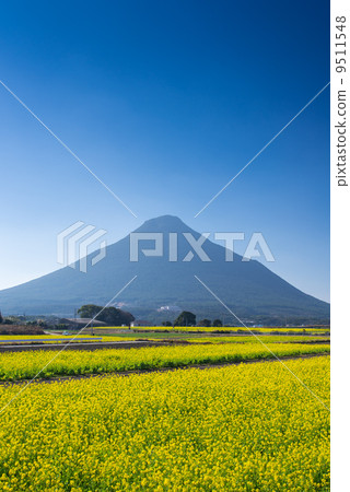 強姦花和Mt. Kamen 9511548