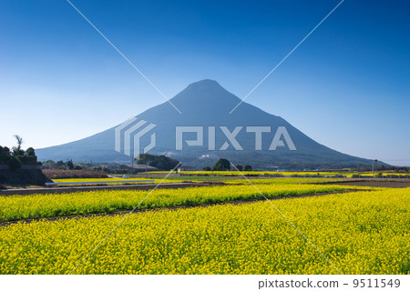 強姦花和Mt. Kamen 強姦花和Mt. Kamen 9511549