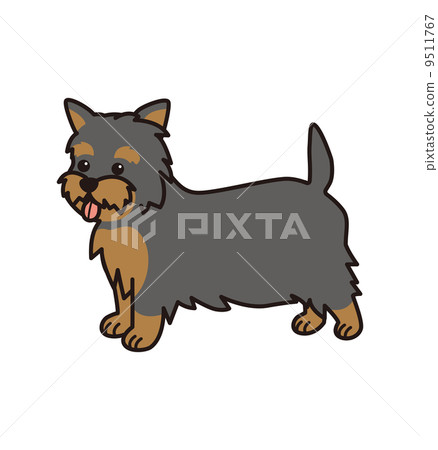 Yorkshire Terrier Yorkshire Terrier 9511767