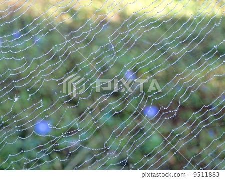 與早晨露水的蜘蛛網 9511883