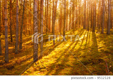 Dawn in old summer forest Dawn in old summer forest 9512128