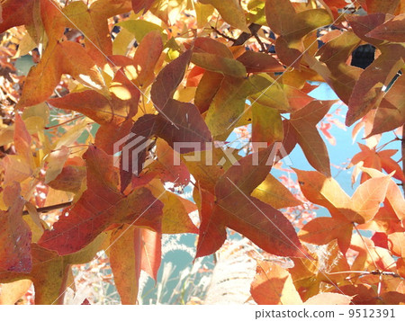 Autumn leaves Autumn leaves 9512391