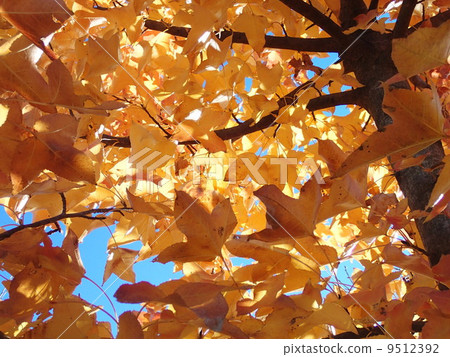 Autumn leaves and sky 9512392