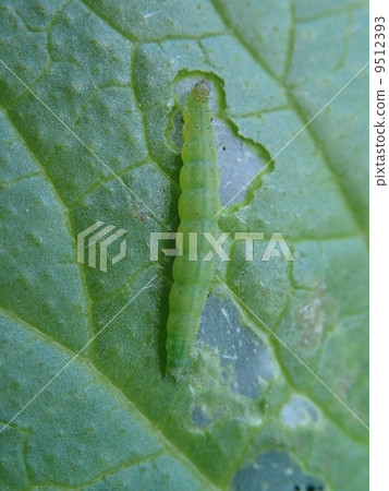 Caterpillar Caterpillar 9512393