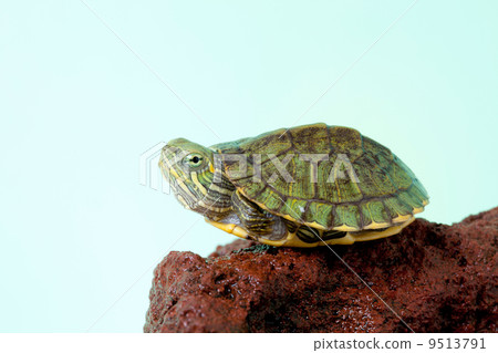 Green turtle 9513791