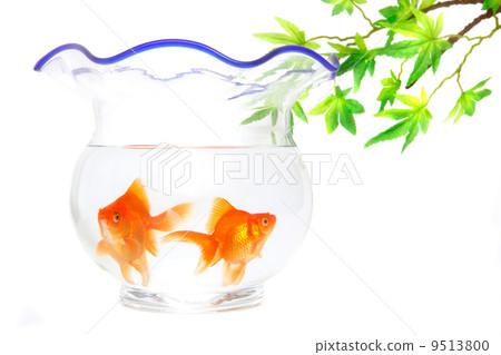 Ryukin of a fish bowl 9513800