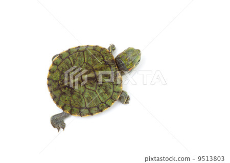 Green turtle 9513803