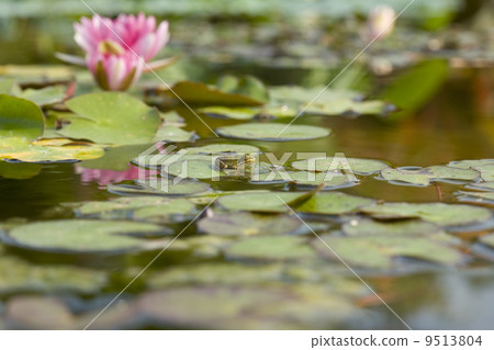 Water lily pond 9513804
